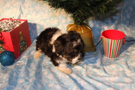 havanese-puppies